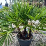 Palma konopná (Trachycarpus fortunei) - výška kmeňa 10-20 cm, celková výška 60-90 cm - 3-4 palmy v jednom kvetináči, kont. C20L (-17°C) 